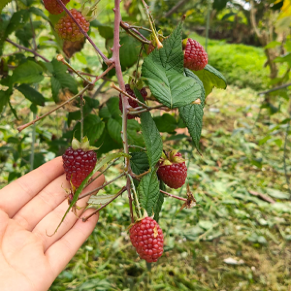 Naturalidad – Nosotros Naturalidad - Nosotros