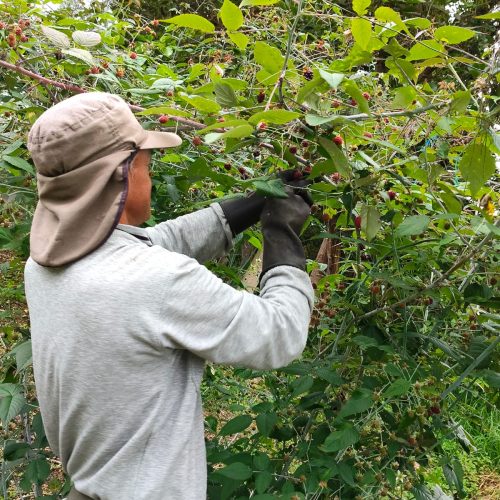 Nosotros recolectando - Salsifrutas